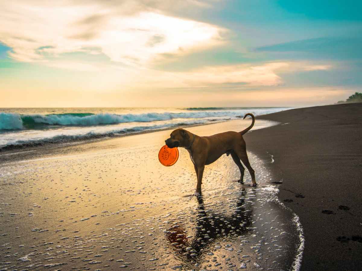 An Owners Guide to Bringing your Dog to the Beach